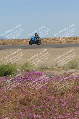 media/Mar-12-2023-SoCal Trackdays (Sun) [[d4c8249724]]/Turn 15 Inside Bloom (130pm)/